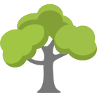 Tempe Trees Removal