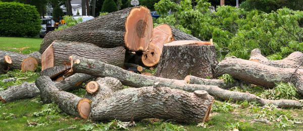 Large Tree Removal in Tempe