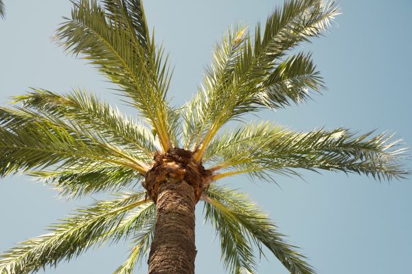 Palm Tree Removal in Tempe