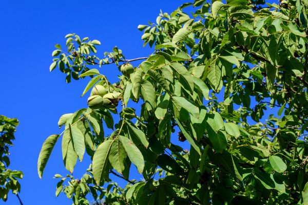 Walnut Tree Removal in Tempe