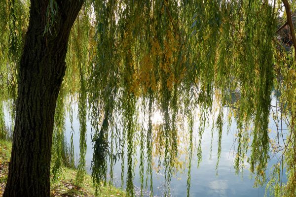 Willow Tree Removal in Tempe