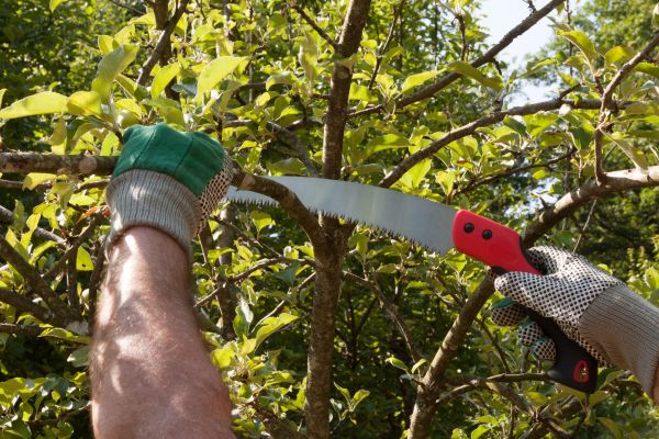 Elm Tree Removal in Tempe
