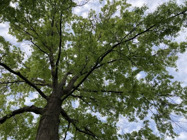 Oak Tree Removal in Tempe