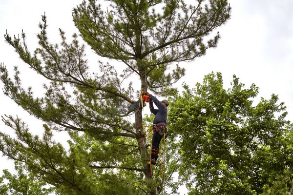 Pine Tree Removal in Tempe