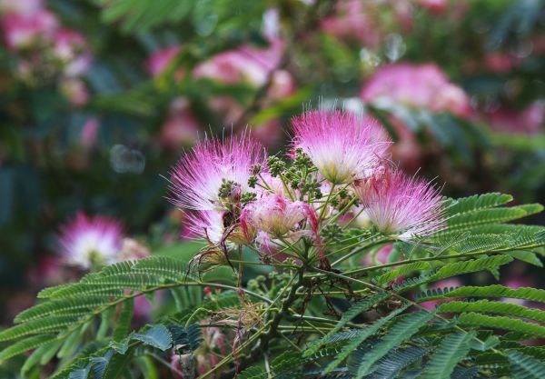 Mimosa Tree Removal in Tempe