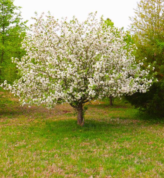 Dogwood Tree Removal in Tempe
