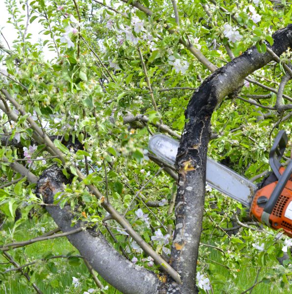 Apple Tree Removal in Tempe