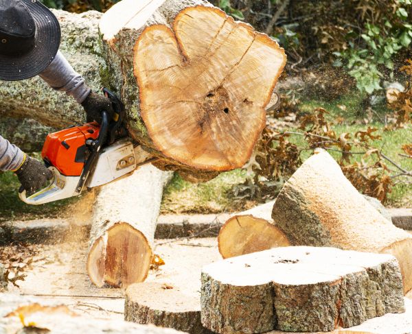 Tree Removal Service in Tempe