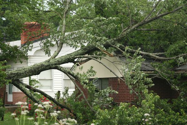 Emergency Tree Removal in Tempe