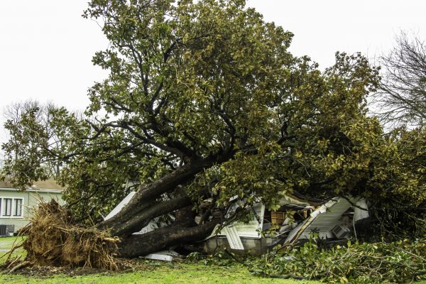 Fallen Tree Removal in Tempe