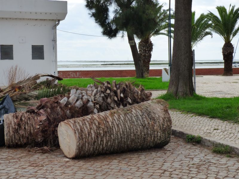 Cypress Tree Removal