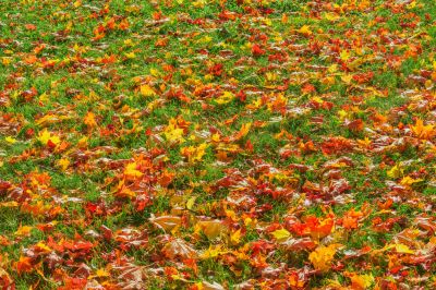 Landscape Preservation