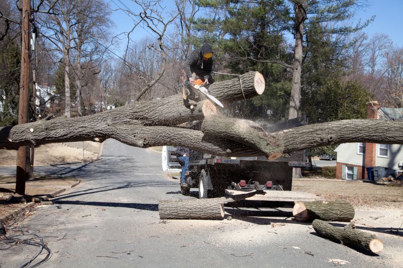 Fallen Tree in Front Yard
