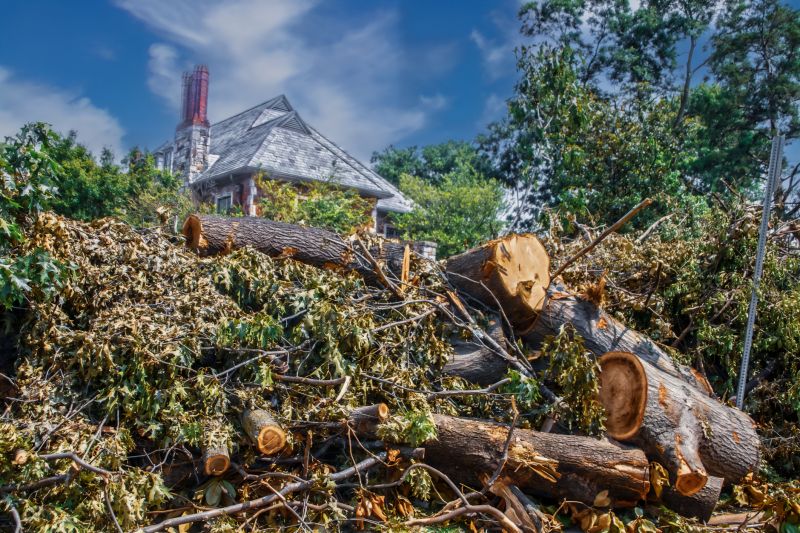 Fallen Tree Removal