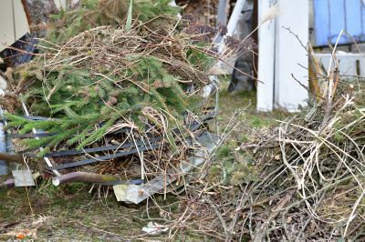 Small Tree Removal