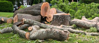 Small Tree Removal