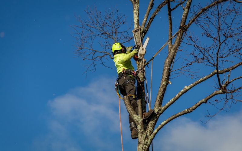Seasonal Tree Care