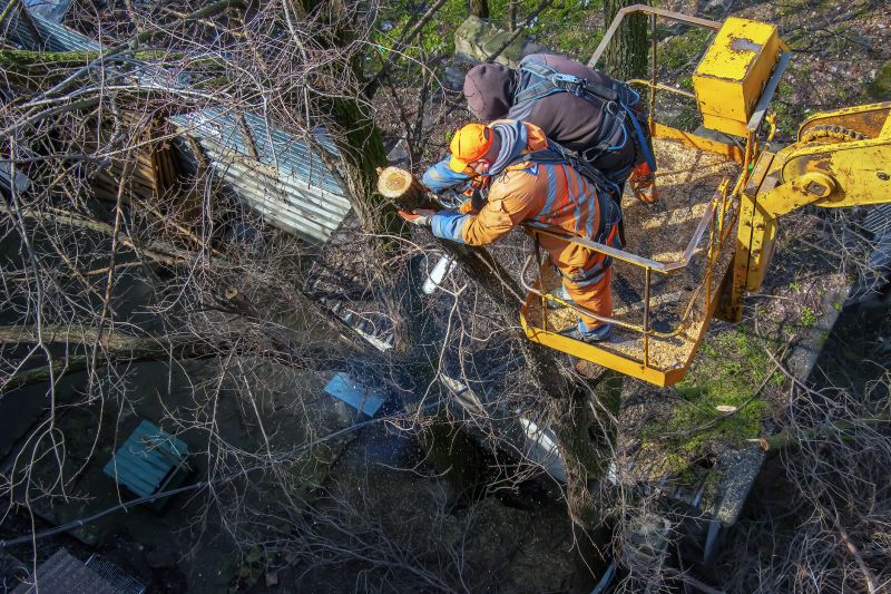 Safety Measures During Tree Removal