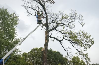 Landscape Restoration
