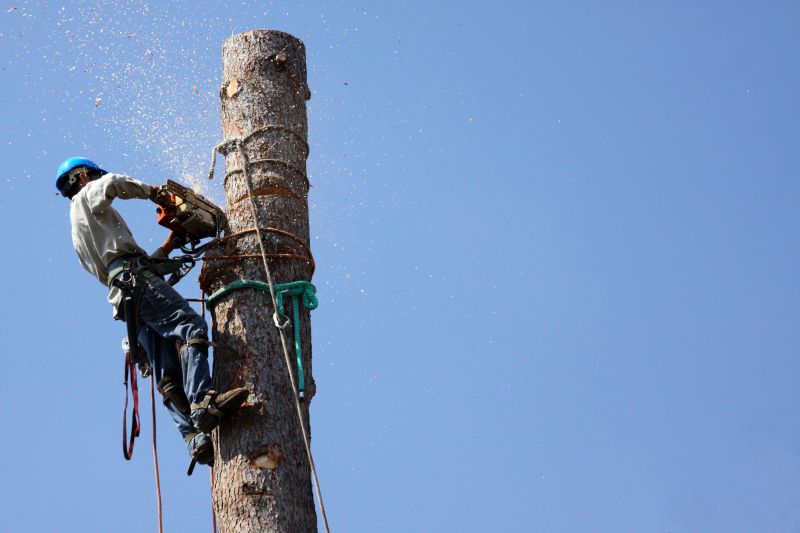 Assessing Tree Health