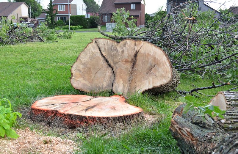 Tree Stump Removal