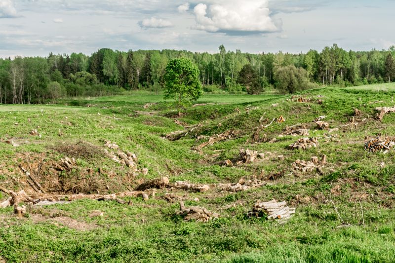 Post-Removal Landscaping
