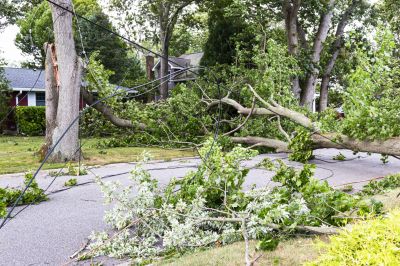 Emergency Tree Removal Crews